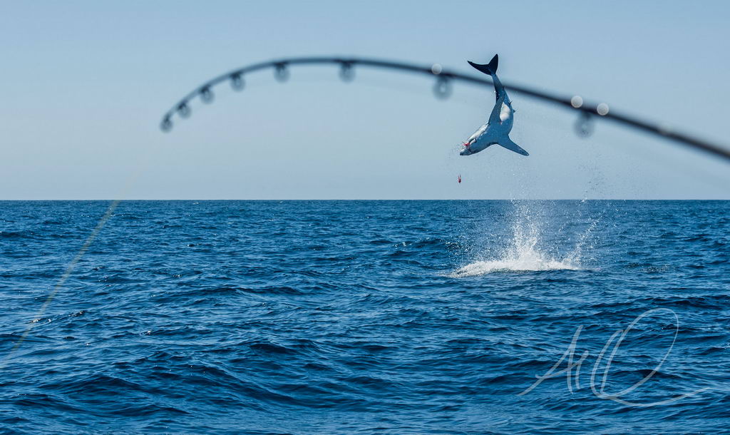 Flying Mako! Photo by Al Quattrocchi