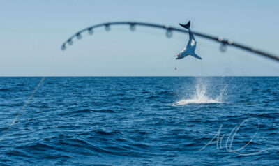 Mako shark aerial display