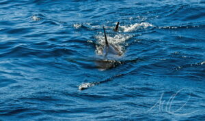 Mako shark chasing a teaser