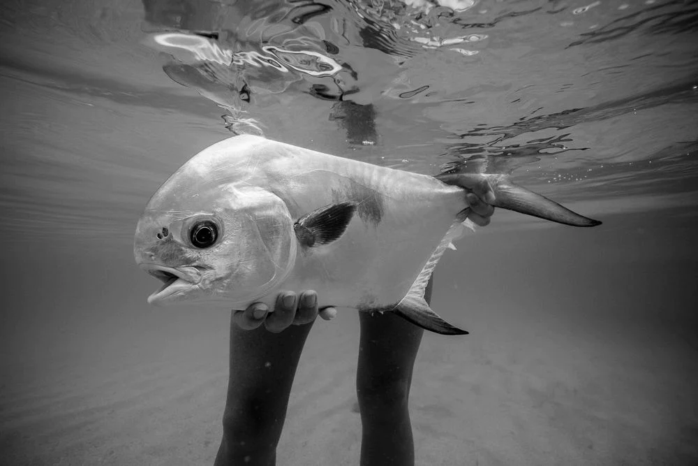 Ascension Bay permit or Palometa