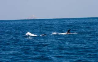 Rizzo Dolphins off the Coronados