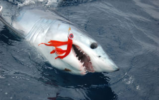 San Diego mako shark