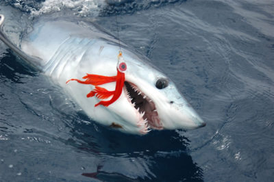 San Diego mako shark coming to the boat!