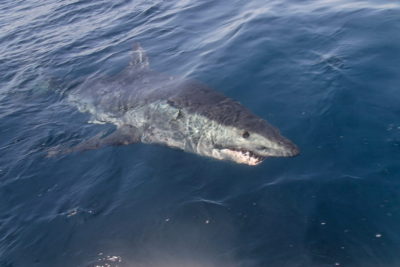 Mako tracking studies reveal new facts about their behavior