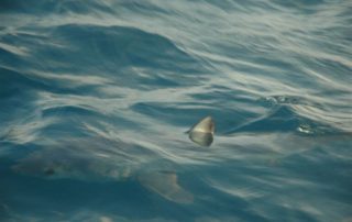Mako tracking studies reveal new data